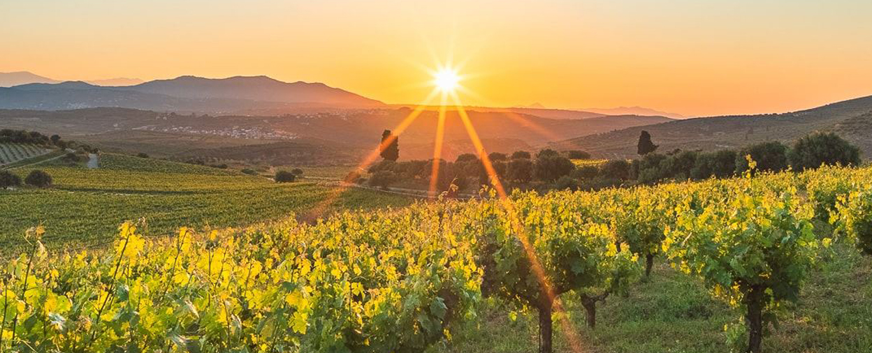 Cretan Wine Tour Simpson Travel
